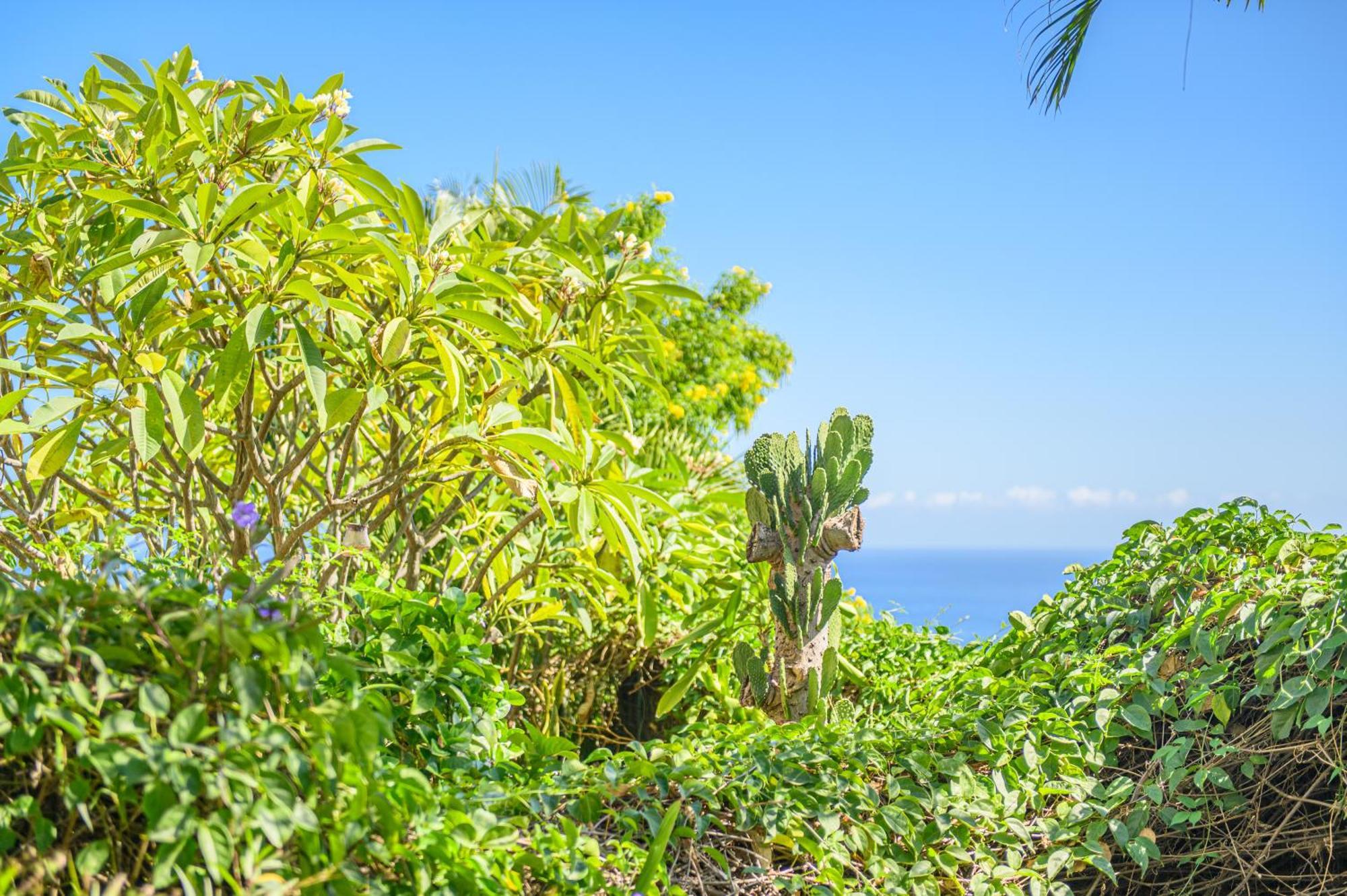 Le Jardin Des Tuit Tuit * Vue Mer * Cozy Saint-Leu Luaran gambar